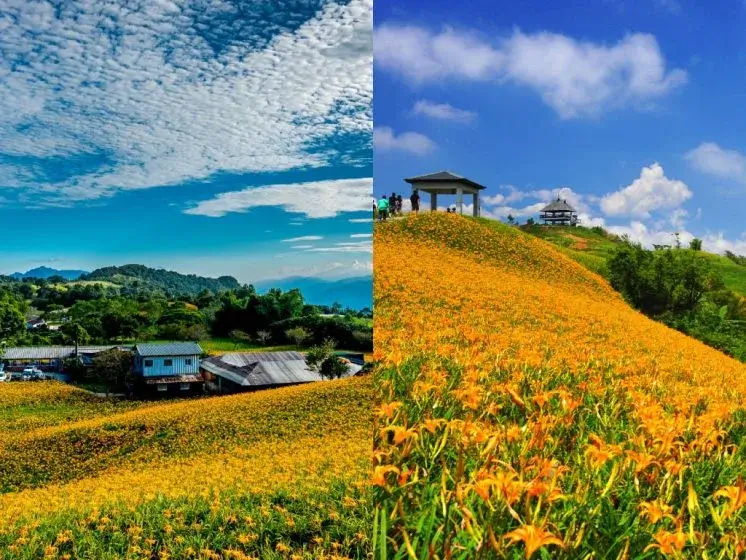 花蓮金針花季