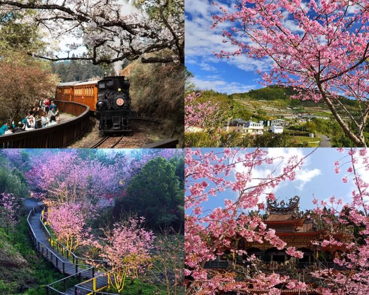 2025阿里山櫻花季