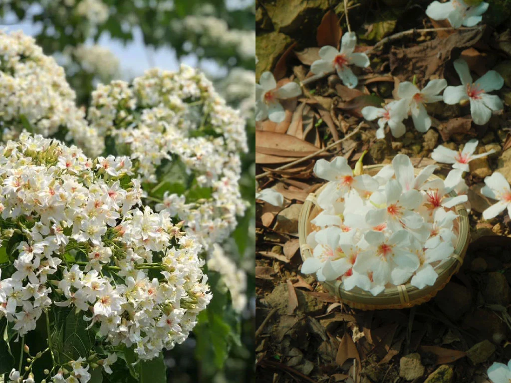 2025客家油桐花季